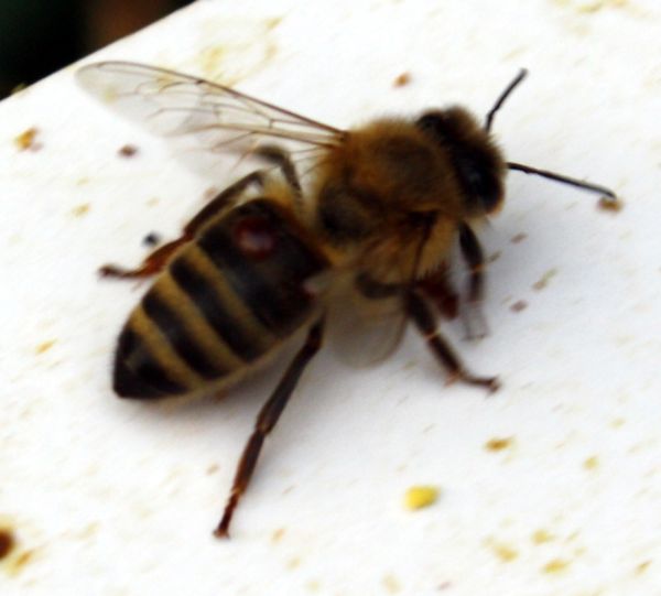 Biene mit Milbe